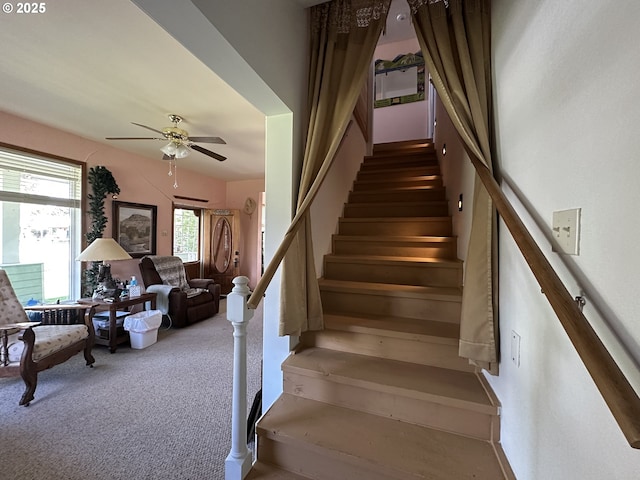 stairs with ceiling fan and carpet flooring