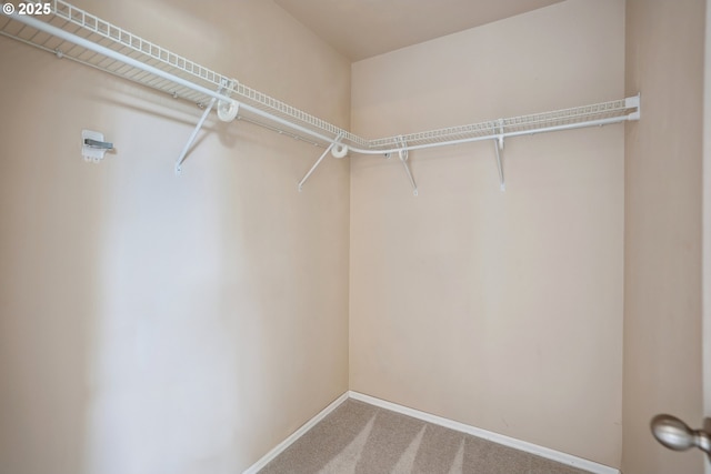 spacious closet featuring carpet floors