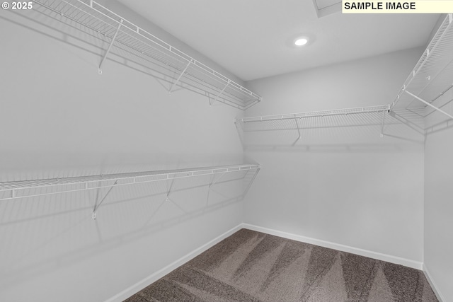 walk in closet featuring carpet floors