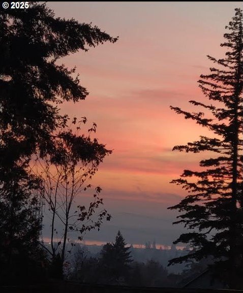 view of local wilderness