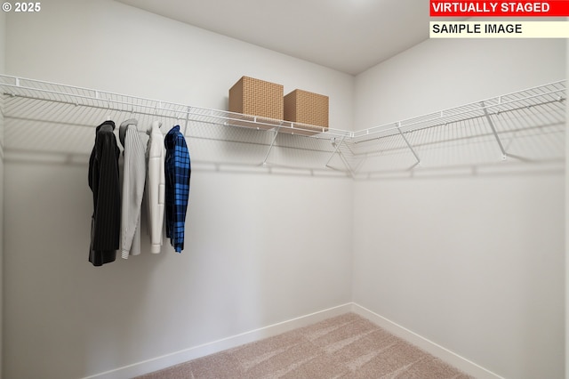 walk in closet with carpet floors