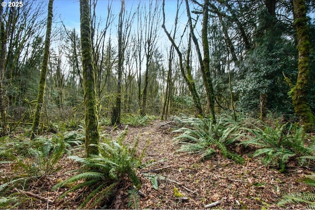 view of local wilderness with a wooded view