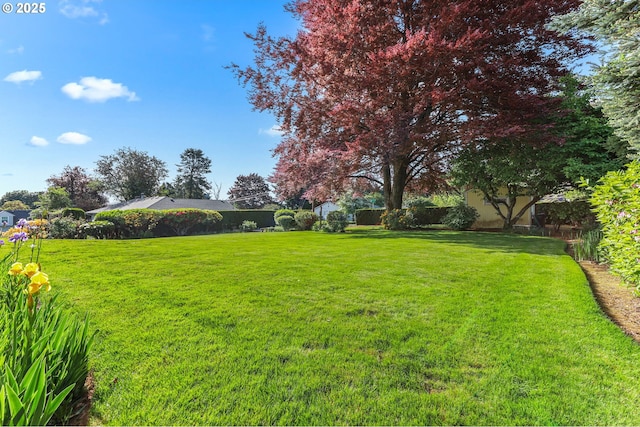 view of yard