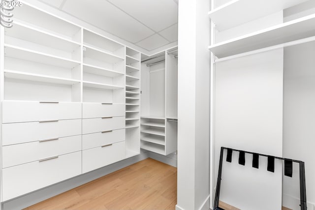 spacious closet featuring a paneled ceiling and light wood-style flooring