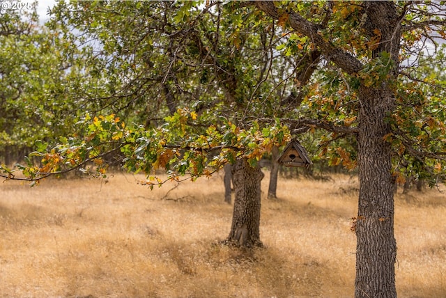 view of local wilderness