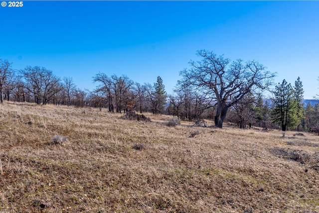 view of local wilderness