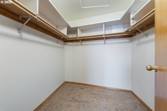 walk in closet featuring carpet floors