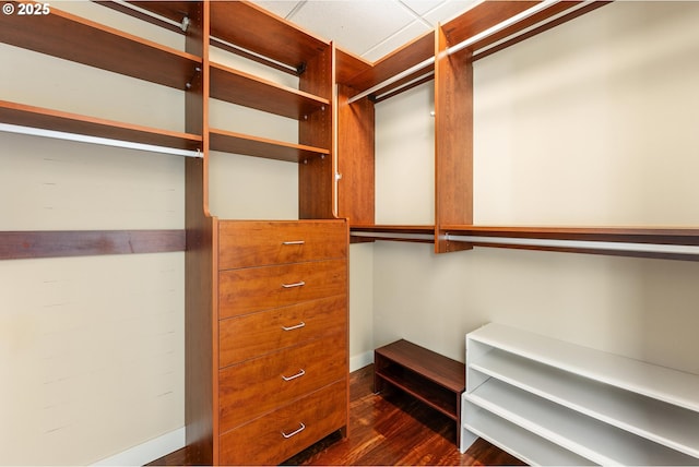 walk in closet with dark wood-style floors