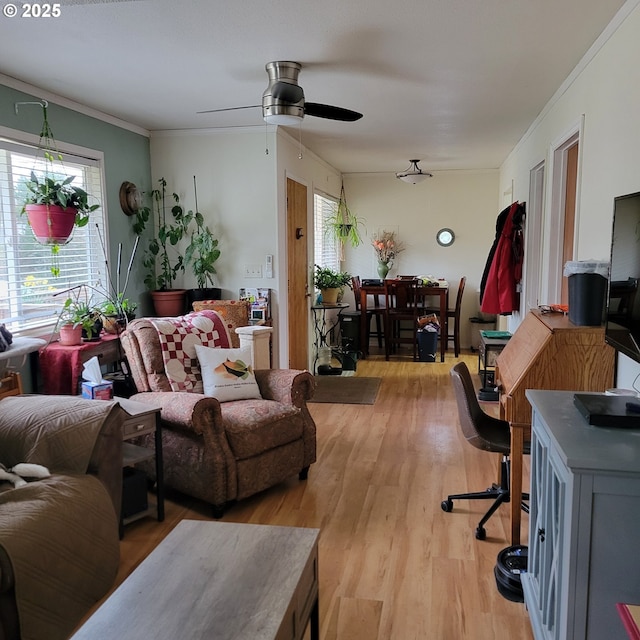 living room featuring a ceiling fan, crown molding, a healthy amount of sunlight, and light wood-type flooring
