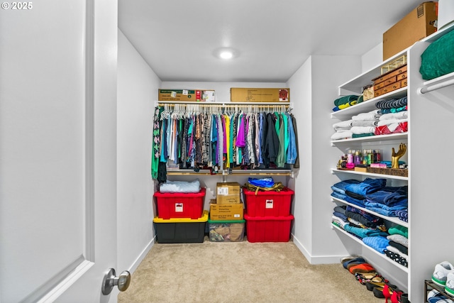 spacious closet featuring carpet flooring
