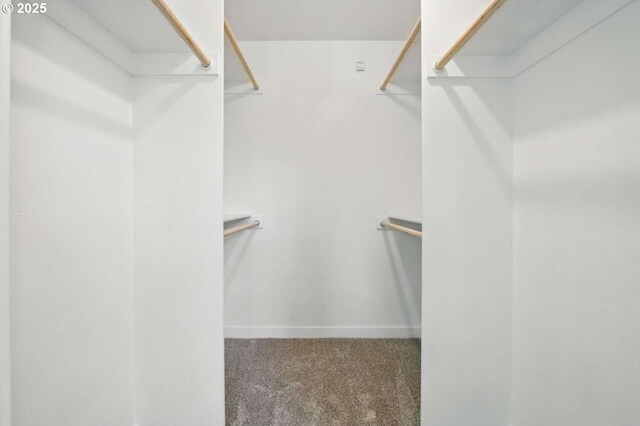 spacious closet featuring carpet floors