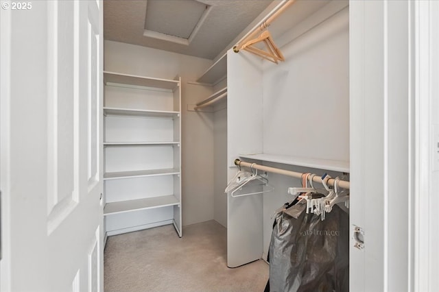 spacious closet featuring carpet flooring