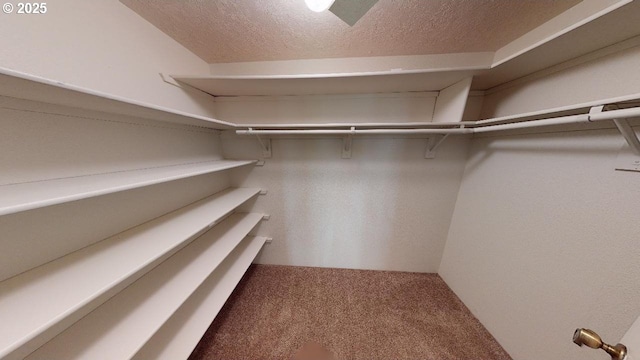 spacious closet featuring carpet