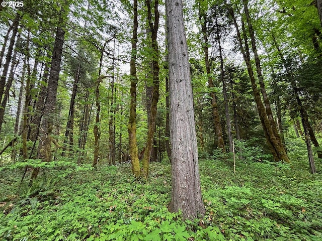 56294 Hall Dr, Mckenzie Bridge, OR 97413 - view of woods