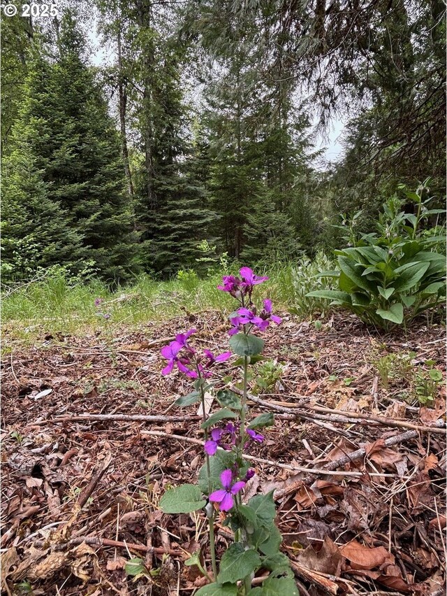 56294 Hall Dr, Mckenzie Bridge, OR 97413 - view of local wilderness