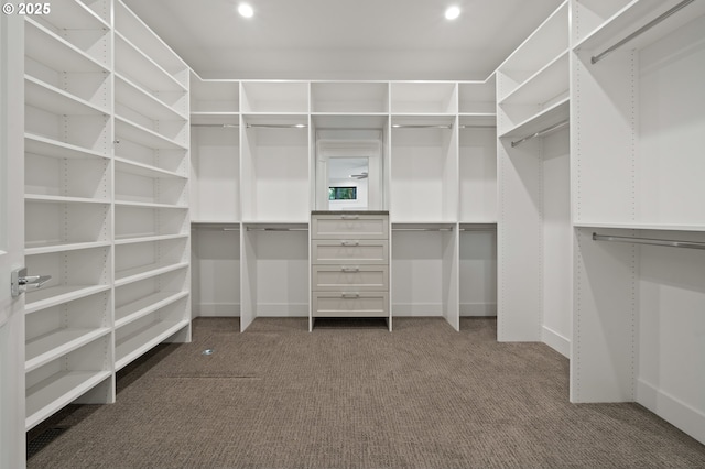 spacious closet featuring carpet flooring