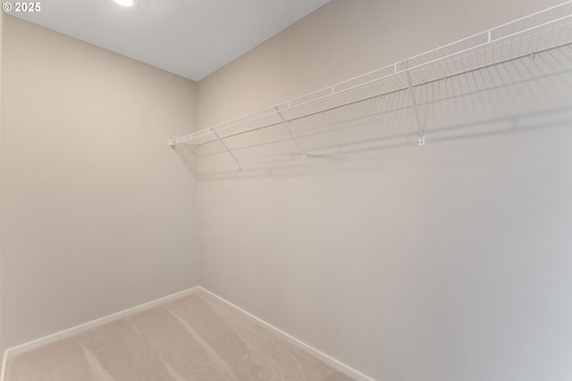 spacious closet featuring carpet flooring