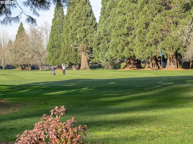 view of community featuring a yard