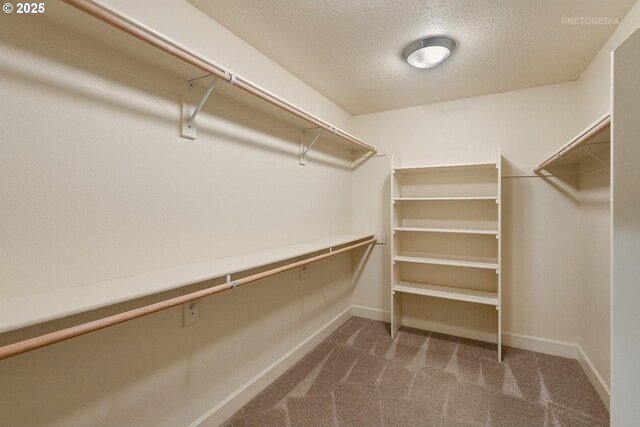 walk in closet featuring carpet