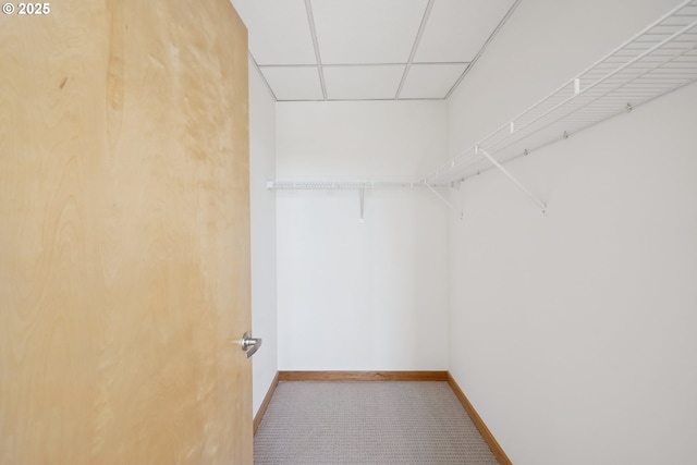 spacious closet with a drop ceiling and carpet