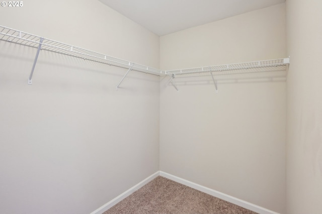 spacious closet with carpet flooring