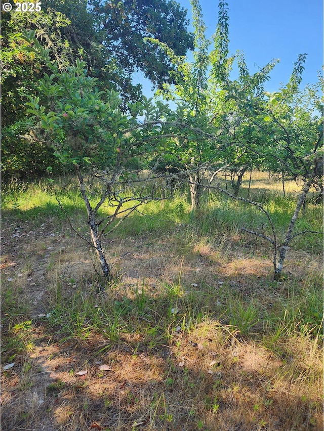 544 Lou Gray Dr, Myrtle Creek, OR 97457 - view of local wilderness