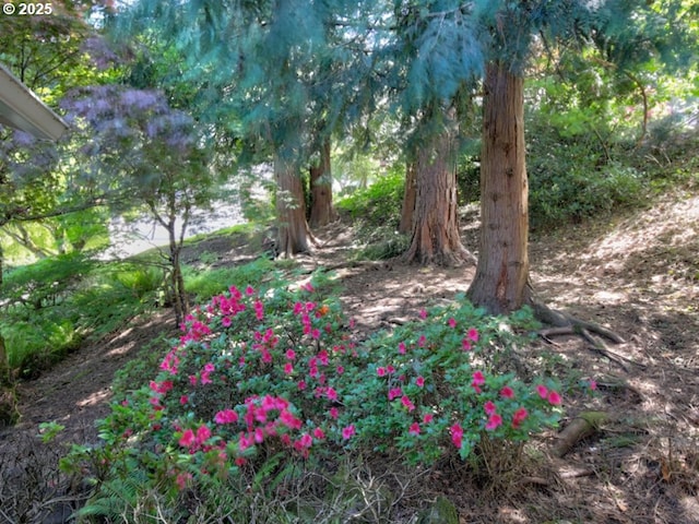 9435 SW 53rd Ave, Portland, OR 97219 - view of yard