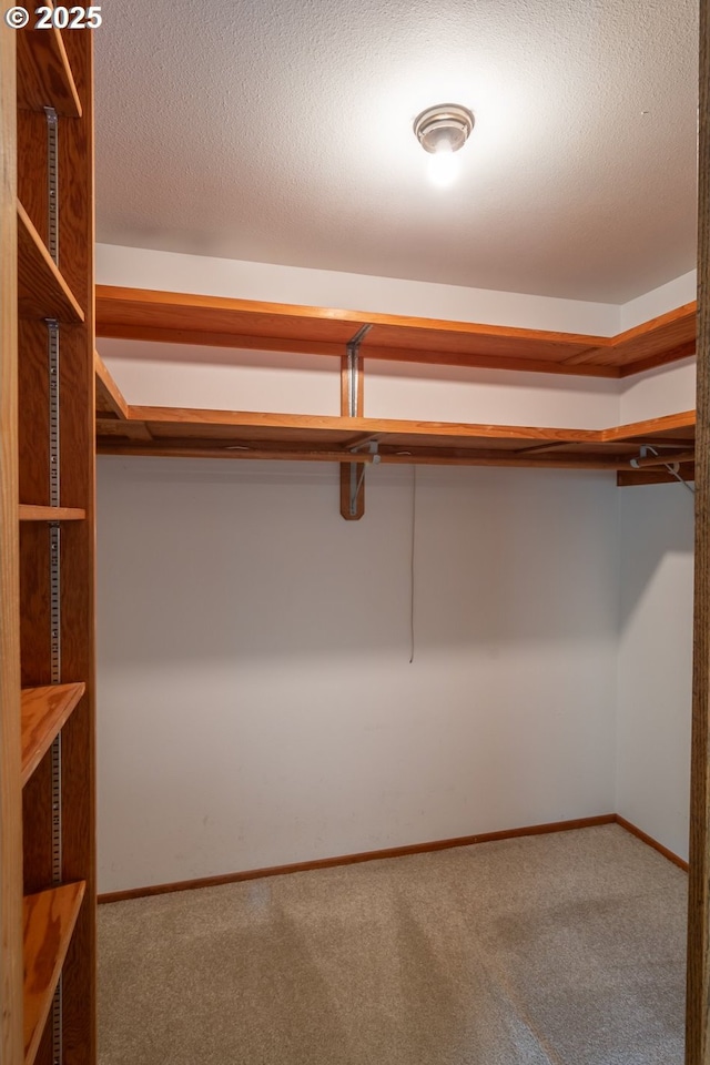 spacious closet featuring carpet flooring