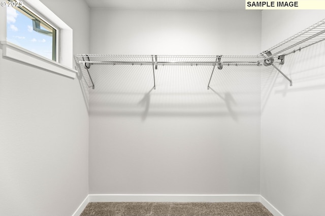 walk in closet with carpet floors