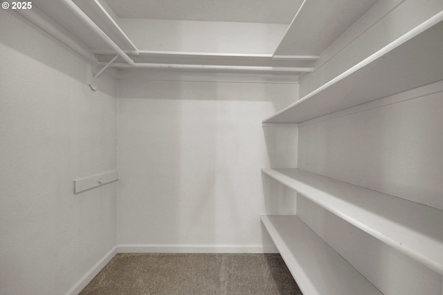spacious closet with carpet floors