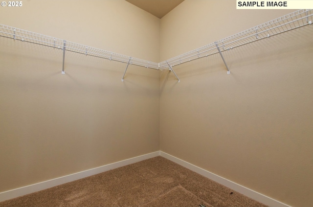 walk in closet featuring carpet flooring