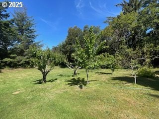 53742 Rosa Rd, Bandon, OR 97411 - view of green lawn