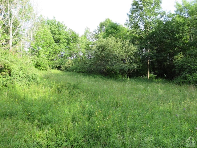 view of local wilderness