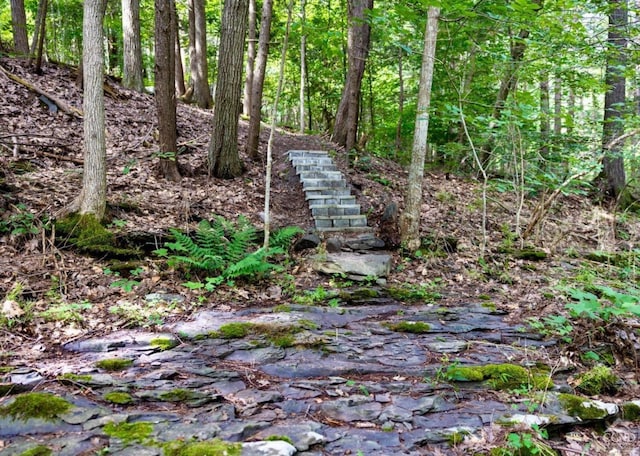 view of local wilderness