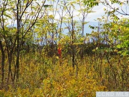 Address Not Disclosed, Livingston NY, 12534 land for sale