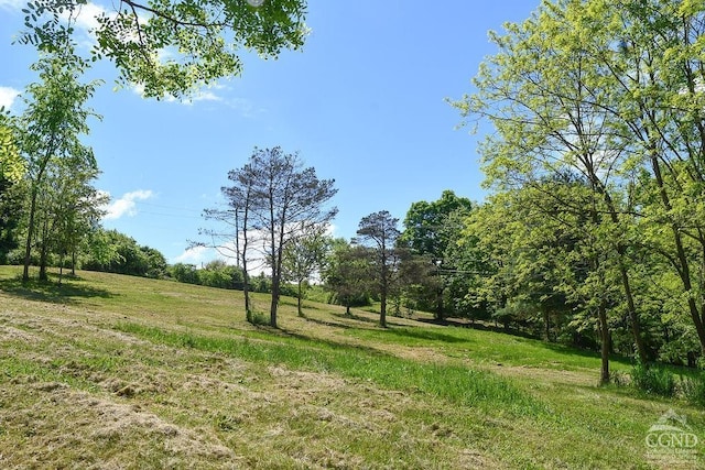 view of local wilderness