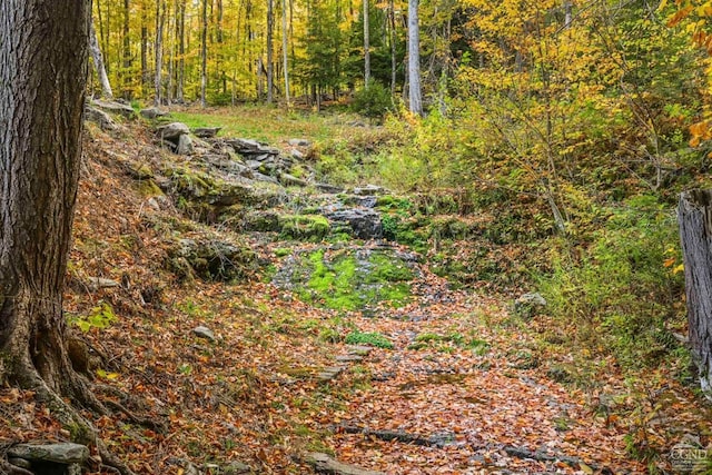 view of local wilderness