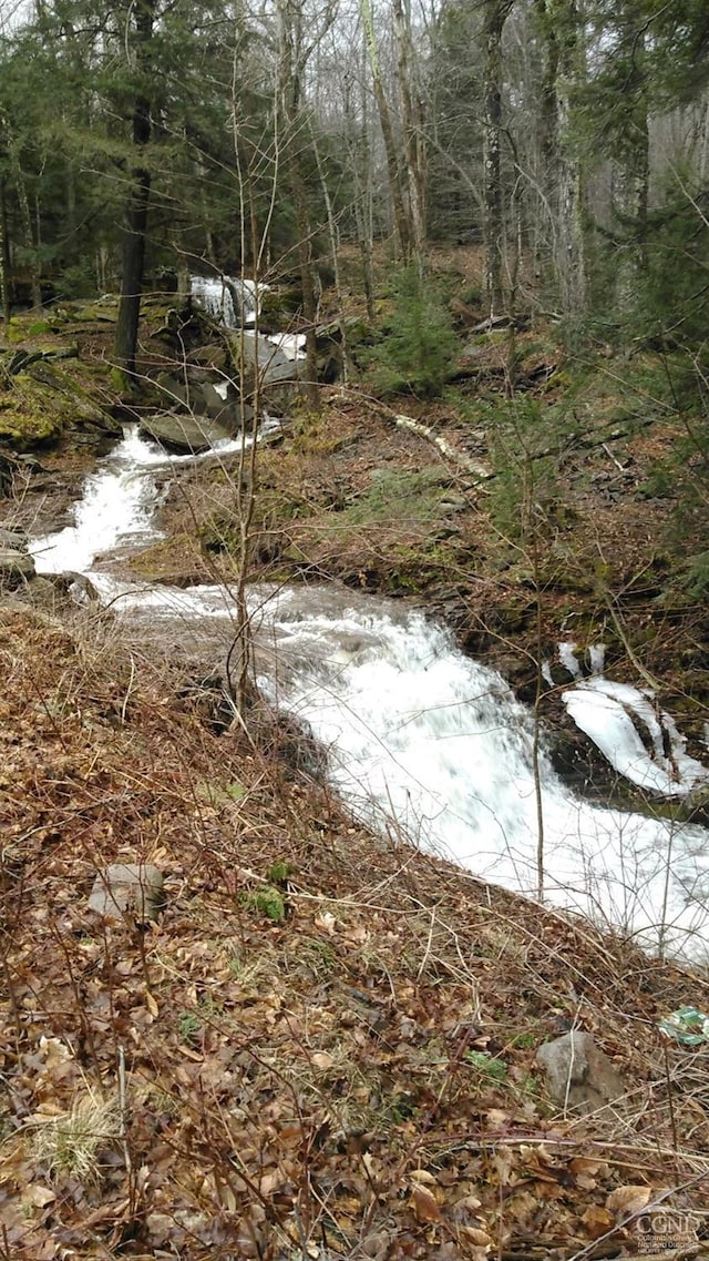 view of local wilderness