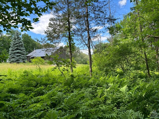 view of local wilderness