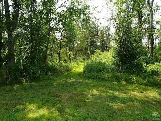 view of local wilderness