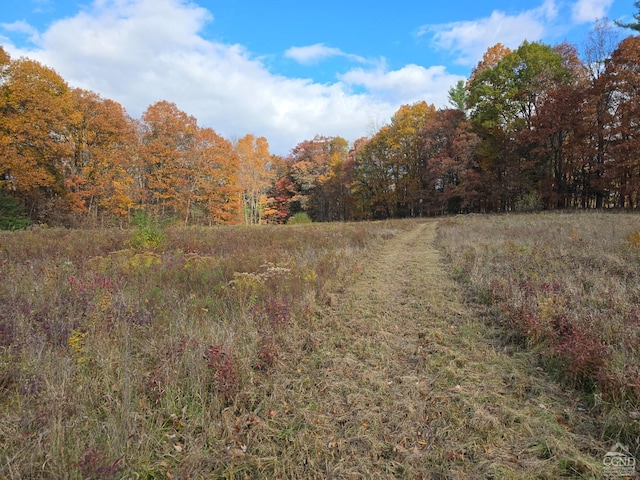 view of local wilderness