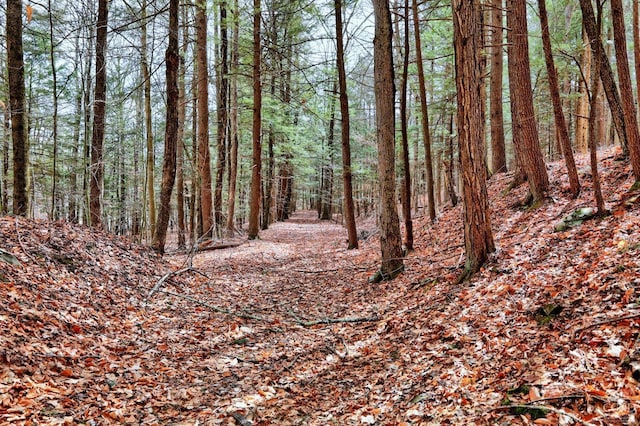 view of landscape with a wooded view