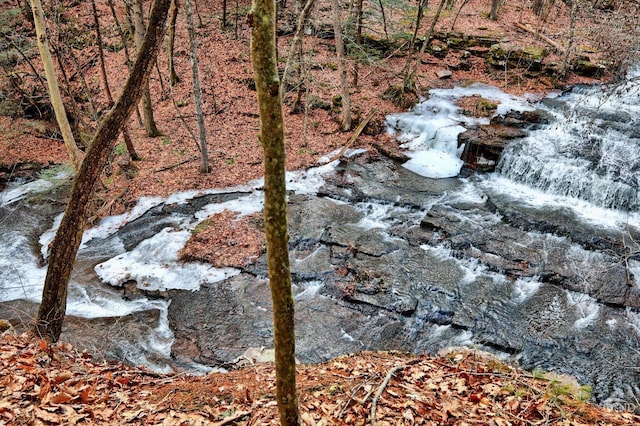 view of local wilderness