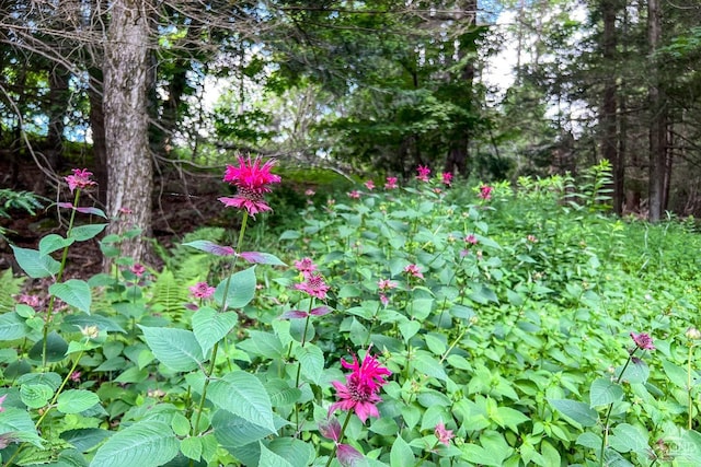 view of nature