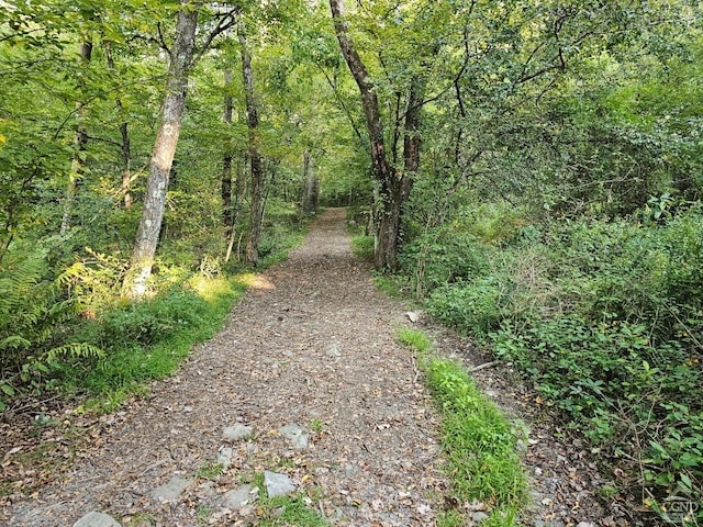 view of local wilderness