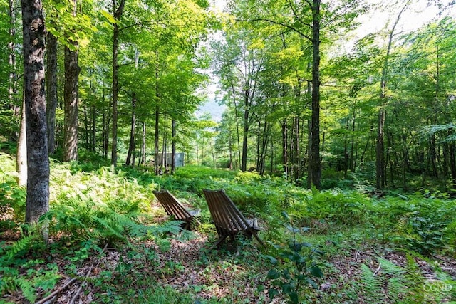 view of local wilderness