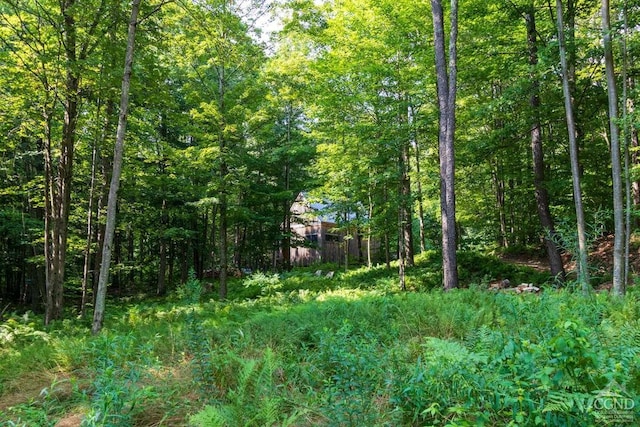 view of local wilderness