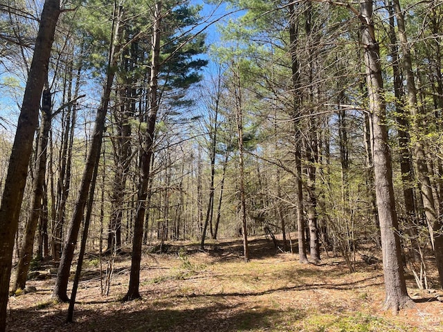 view of local wilderness