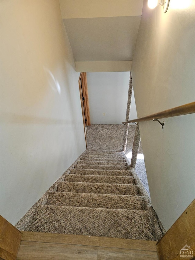 staircase featuring carpet floors