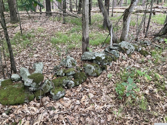 view of local wilderness